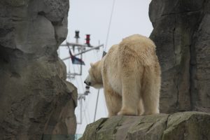 Die Bären im Zoo am Meer schauen gelegentlich den Schiffen nach