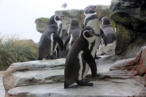 Auch Pinguine gibt es im Zoo am Meer