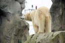 Die Eisbären im Zoo am Meer in Bremerhaven schauen gelegentlich den Schiffen nach