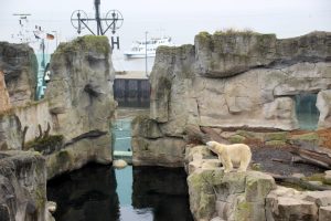 Die Eisbären-Anlage im Zoo am Meer ist großzügig gestaltet