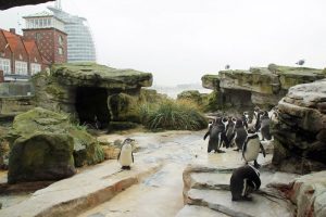 Auch Pinguine gibt es im Zoo am Meer in Bremerhaven