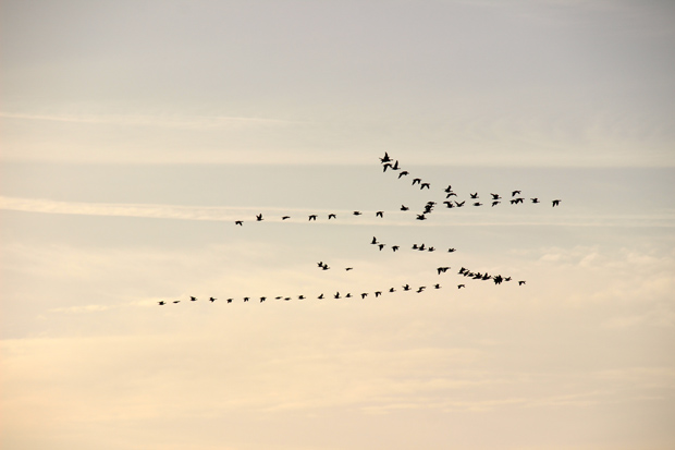 Zugvögel flogen über der Fähre