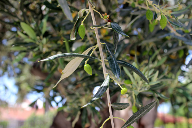 Immer wieder finden sich Olivenbäume in den schmalen Gassen