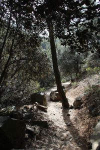 Der Weg zu den Caledonian Falls im Troodos auf Zypern führt ausnahmslos durch Wald. Somit ist er auch bei starkem Sonnenschein zu empfehlen