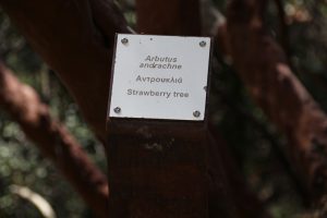 An den Bäumen und Sträuchern informieren kleine Tafel die Wanderer über botanische Besonderheiten