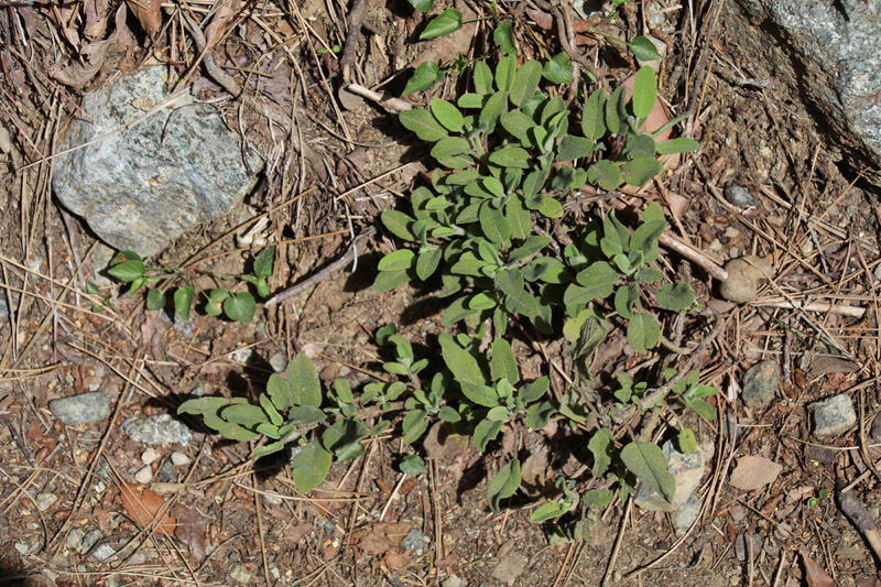 Zahlreiche Pflanzen, wie dieser wilde Salbei, wachsen entlang des Weges zu den Caledonian Falls im Troodos auf Zypern