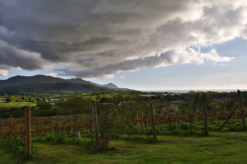 Blick über das Weingut "Pant Du Vineyard" in Wales