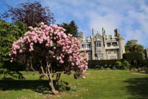 Prachtvoller Rhododendron vor dem Chateau Rhianfa in Wales