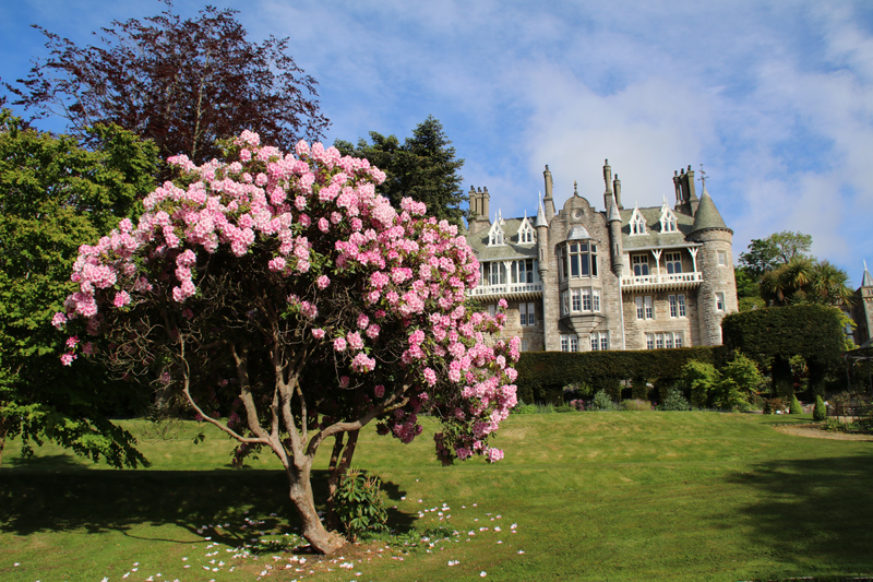 Prachtvoller Rhododendron vor dem Chateau Rhianfa in Wales
