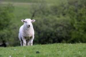 Schaf in Wales, in diesem Fall mit einem Lamm