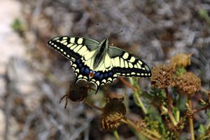 Schmetterlinge findet man auf Zypern reichlich