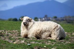 Schaf in Wales