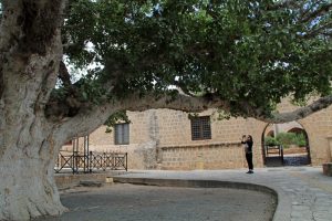Ein uralter Baum steht vor dem Ayia Napa Kloster auf Zypern