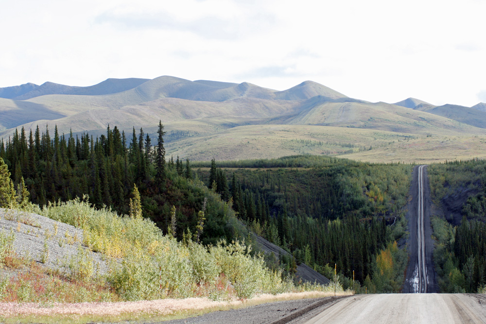 Der Dempster Highway im Yukon. Hinter der Rechtskurve am Horizont sollte ich auf meine ersten Bären stoßen