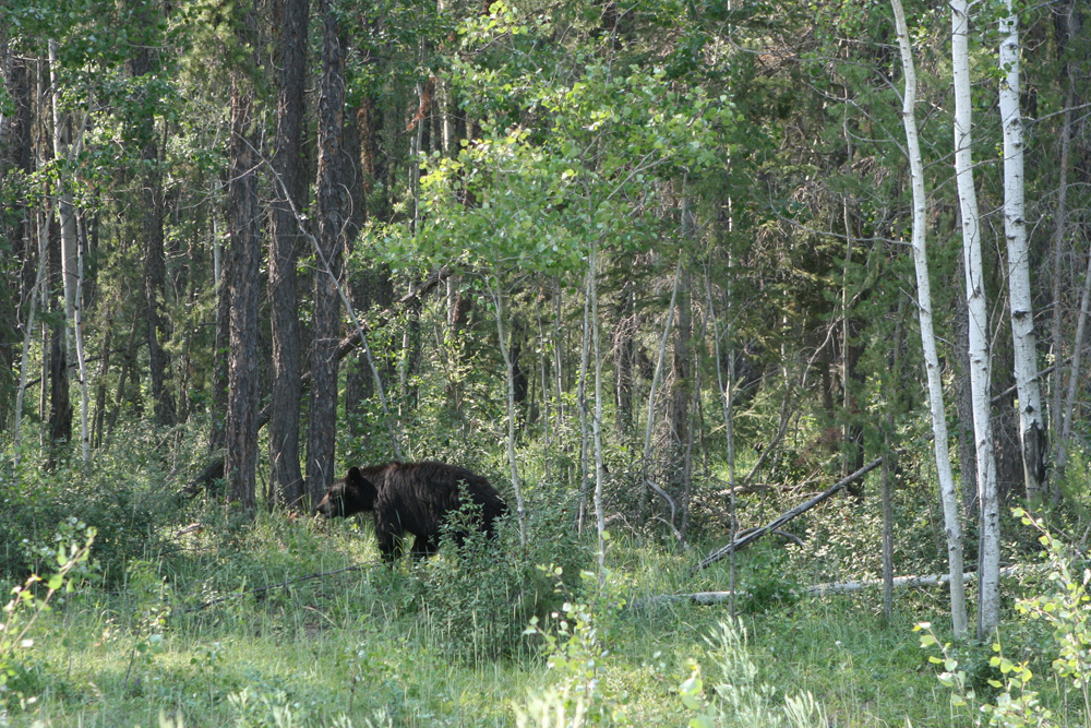Im Wood-Buffalo-Nationalpark konnte ich diesen Schwarzbär fotografieren