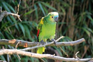 Bunte Papageien sind im Vogelpark zu sehen