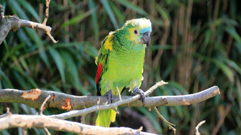 Bunte Papageien sind im Vogelpark zu sehen