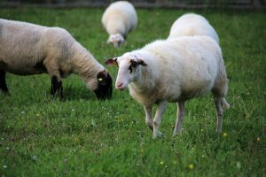 Das Freilichtmuseum Detmold hält auch einige Nutztiere, wie diese Schafe