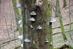 Überall wachsen Pilze im Wald