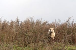 Auch auf Schafe trifft man am Lutherweg in Thüringen immer wieder