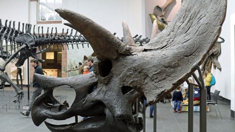 Dinosaurier Museum: Senckenberg Museum Frankfurt
