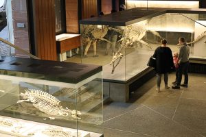 Dinosaurier Museum: Senckenberg Museum Frankfurt