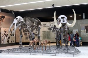 Elefanten und Mammuts im Senckenberg Museum Frankfurt