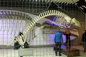 Wale im Senckenberg Museum Frankfurt