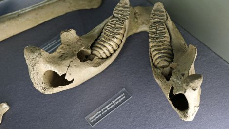 Mammut Zahn im Senckenberg Museum Frankfurt