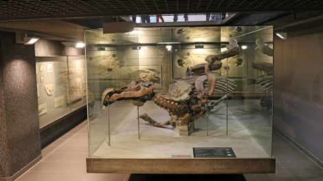 Dinosaurier Skelett im Senckenberg Museum Frankfurt