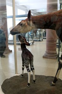 Okapi im Senckenberg Museum Frankfurt