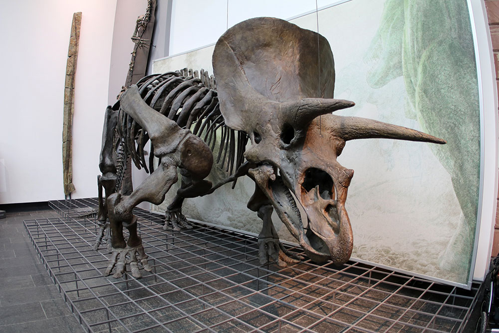 Senckenberg Museum Dinosaurier