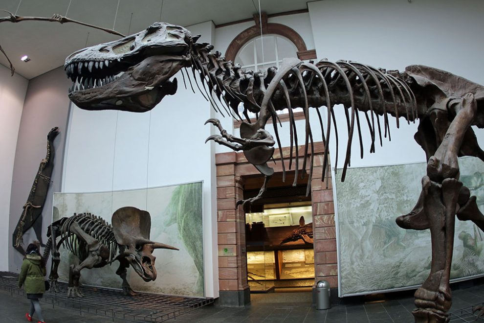 Museum Bremen Dinosaurier