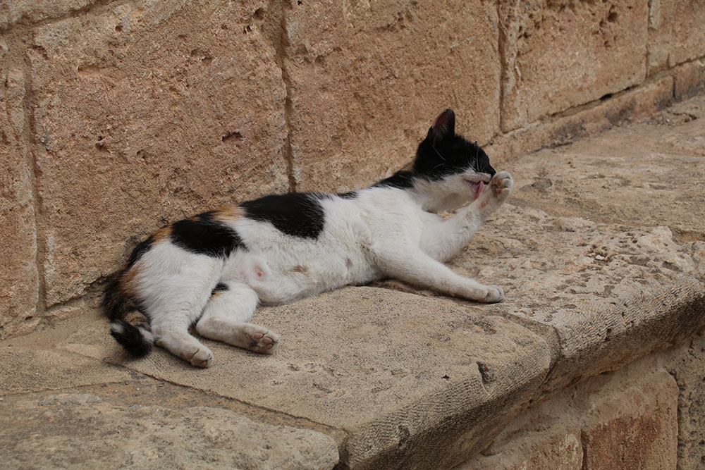 Funfacts über Zypern: Auf Zypern wurde das älteste Haustier der Welt gefunden - eine Katze