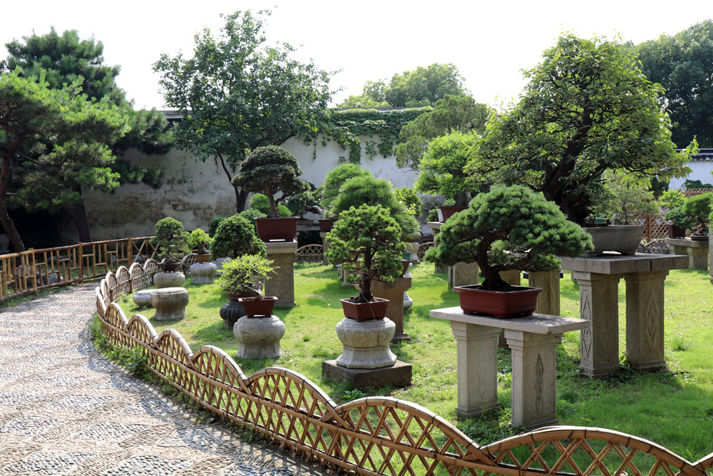Die Bonsai-Sammlung im Garten des bescheidenen Beamtens in Suzhou in China ist beeindruckend