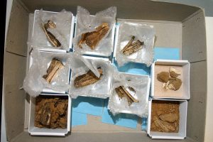 Auch viele Mensch- und Tierknochen wurden in Kalkriese gefunden, die auf einen große Schlacht wie die Varusschlacht hindeuten