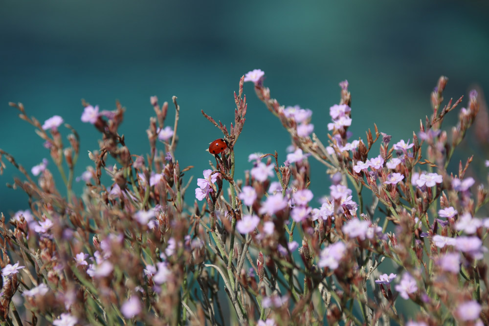 Fotos, die Lust auf Zypern machen. Hier ein Marienkäfer auf den vielen Blüten