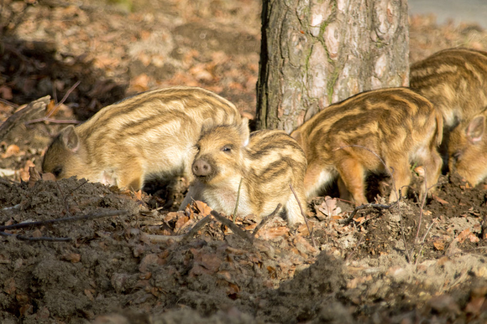 Wildschwein Frischlinge im Wildschweinpark Melle bei Osnabrück