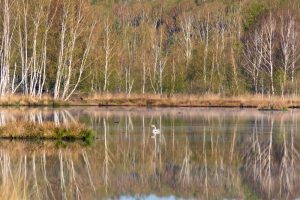 Singschwan auf einem See im Moor im Naturschutzgebiet der Loben in Brandenburg