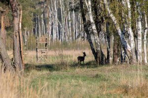 Ein Reh vor einem Hochsitz auf einem Feld im Naturschutzgebiet der loben in Brandenburg
