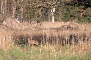 Ein Reh auf einem Feld im Naturschutzgebiet der loben in Brandenburg