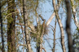 Nest bzw. Horst eines Seeadlers im Naturschutzgebiet Loben in Brandenburg