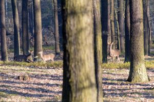 Frei lebende Hirsche im Naturpark Niederlausitzer Heidelandschaft in Brandenburg