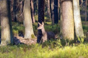Frei lebender Hirsch im Naturpark Niederlausitzer Heidelandschaft in Brandenburg