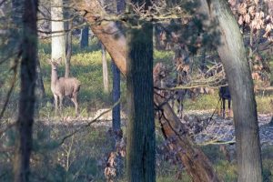 Frei lebende Hirsche im Naturpark Niederlausitzer Heidelandschaft in Brandenburg