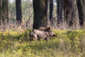 Wildschwein im Naturpark Niederlausitzer Heidelandschaft in Brandenburg