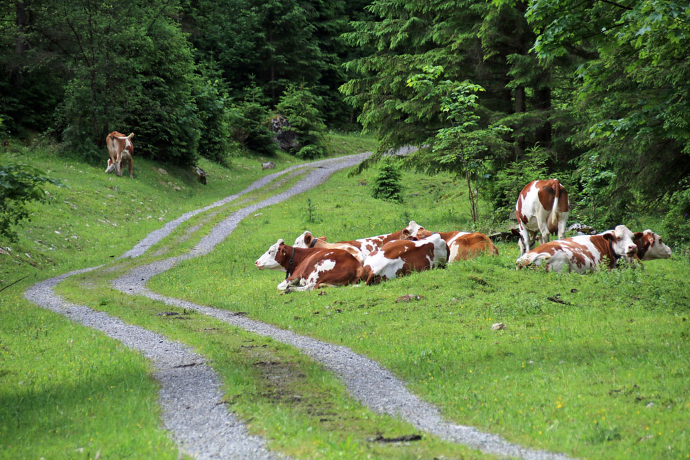 Alm mit Kühen am Heuberg am Walchsee in Tirol
