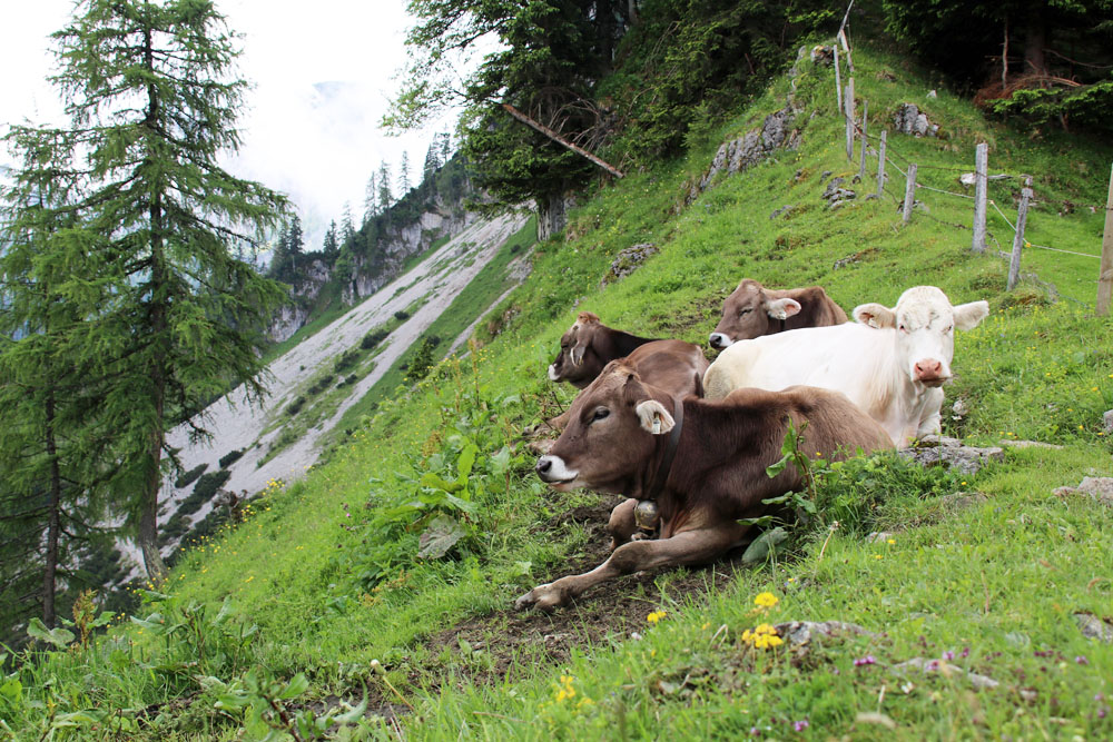 Kühe auf dem Gipfelgrat des Heubergs in Tirol