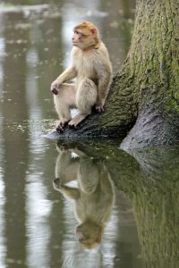 Ein Affe im Naturzoo Rheine