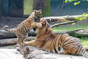 Tiger mit Baby bzw. Jungtier im Naturzoo Rheine